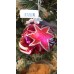  Skull Ornament (Pink)