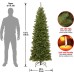  6 .5′ North Valley Spruce Pencil Slim Tree