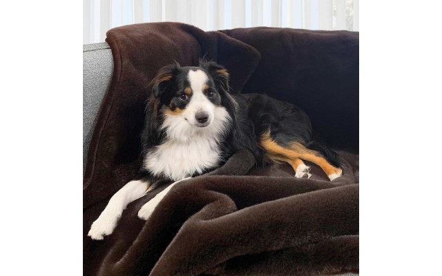  50″x 60″ Waterproof Pet Blanket and Furniture Protector