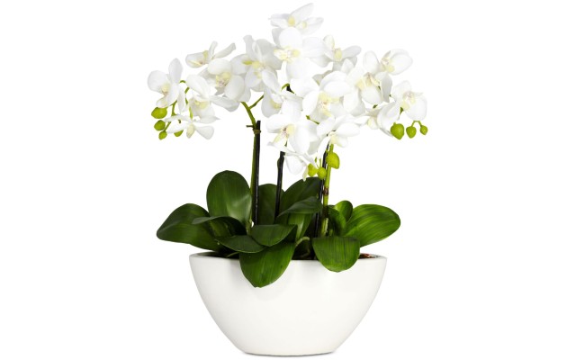  Phalaenopsis Flower Arrangement