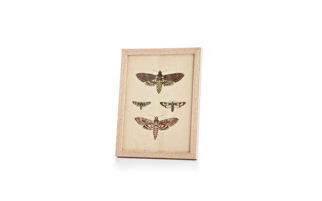  English Garden Dragonfly Wall Art