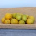 Alder & Oak Mexican Key Lime Tree – Semi Dwarf