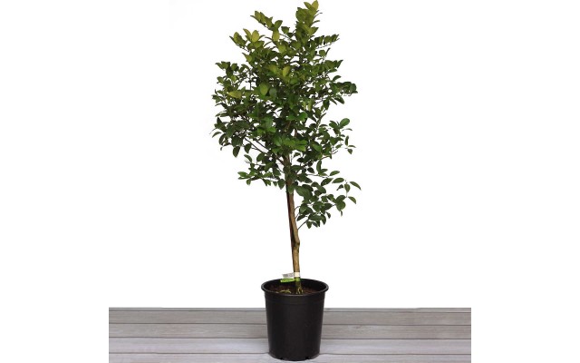 Alder & Oak Mexican Key Lime Tree – Semi Dwarf