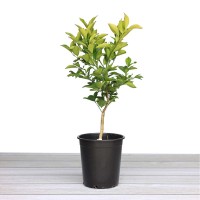 Alder & Oak Washington Navel Orange Tree