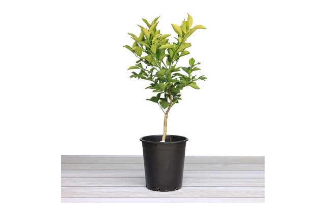 Alder & Oak Washington Navel Orange Tree