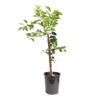 Alder & Oak Washington Navel Orange Tree, Semi Dwarf