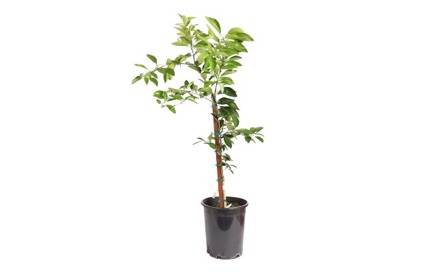 Alder & Oak Washington Navel Orange Tree, Semi Dwarf