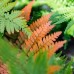 Autumn Fern