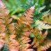 Autumn Fern