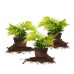 Autumn Fern