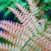 Autumn Fern