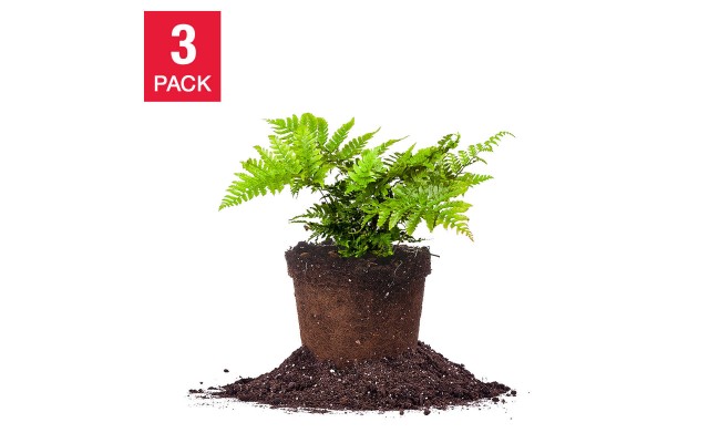 Autumn Fern
