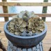Blue Rose Succulent Sculpture Set, 3-piece by 