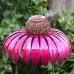 Desert Steel Coneflower Bird Feeder