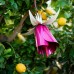  Fuchsia Hummingbird Feeder, Pink