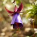 Fuchsia Hummingbird Feeder, Purple