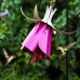 Fuchsia Hummingbird Feeder, Pink