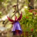  Fuchsia Hummingbird Feeder, Purple