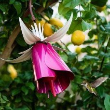 Desert Steel Fuchsia Hummingbird Feeder