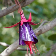 Desert Steel Fuchsia Hummingbird Feeder
