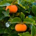 Fuyu Persimmon 5 Gallon 2-pack