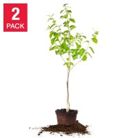 Fuyu Persimmon 5 Gallon 2-pack