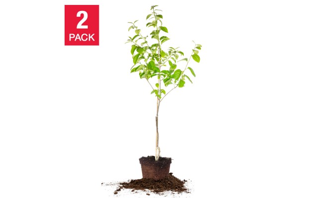 Fuyu Persimmon 5 Gallon 2-pack