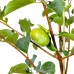 Fuyu Persimmon 5 Gallon 2-pack