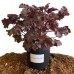 Heuchera Coral Bells Dark Storm