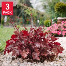 Heuchera Coral Bells Dark Storm