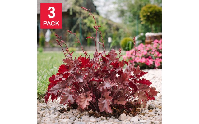 Heuchera Coral Bells Dark Storm