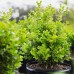 Japanese Boxwood 3-pack