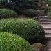 Japanese Boxwood 3-pack
