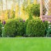 Japanese Boxwood 3-pack
