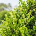 Japanese Boxwood 3-pack