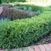 Japanese Boxwood 3-pack