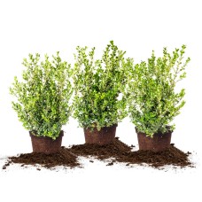 Japanese Boxwood 3-pack
