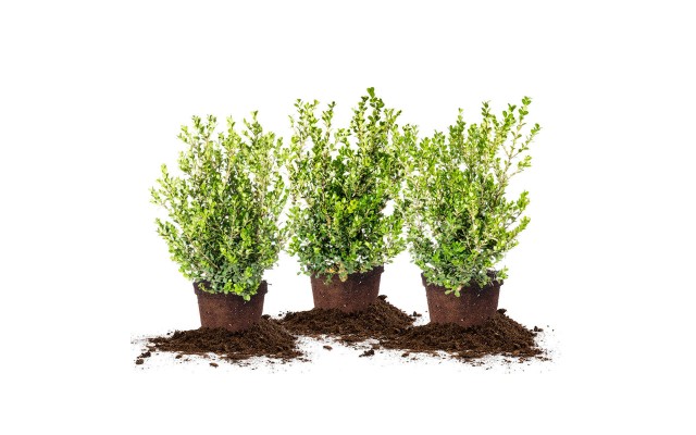 Japanese Boxwood 3-pack