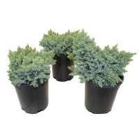 Juniper Blue Star 3 Pack