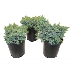 Juniper Blue Star 3 Pack
