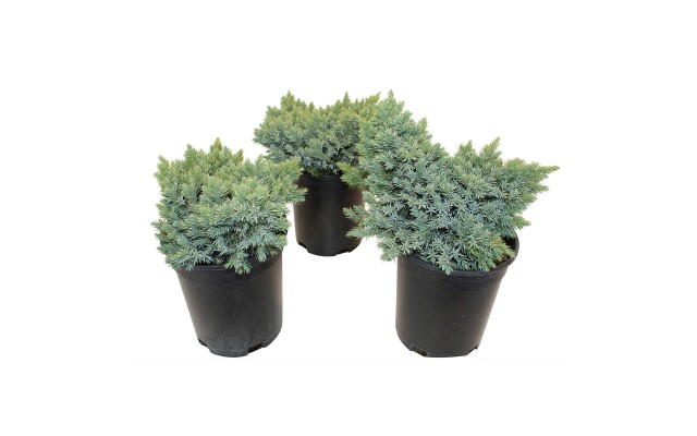 Juniper Blue Star 3 Pack