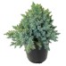 Juniper Blue Star 3 Pack