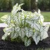 Longfield Caladium Collection, 32 Bulbs