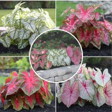 Longfield Caladium Collection, 32 Bulbs
