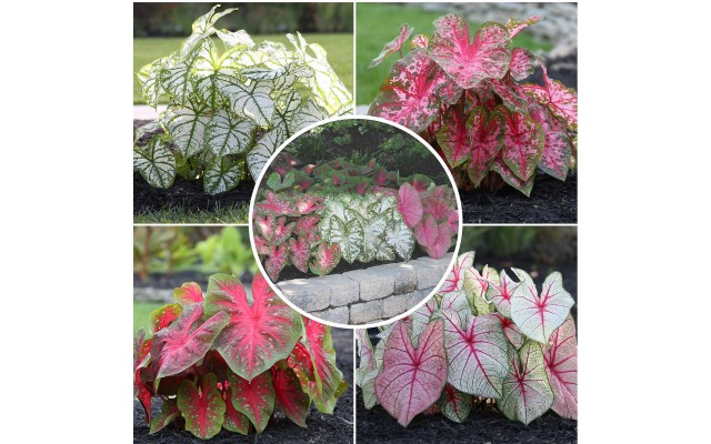 Longfield Caladium Collection, 32 Bulbs