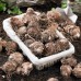 Longfield Caladium Collection, 32 Bulbs