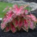 Longfield Caladium Collection, 32 Bulbs