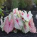 Longfield Caladium Collection, 32 Bulbs