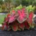 Longfield Caladium Collection, 32 Bulbs