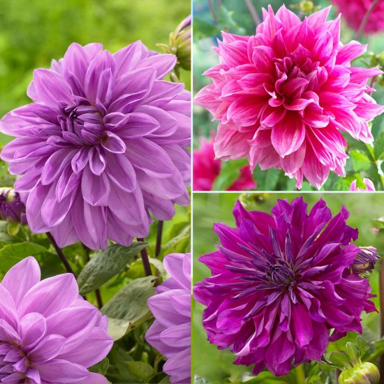 Longfield Dahlia Rose Collection, 18 Bulbs